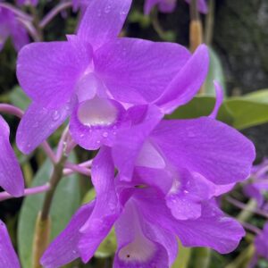 Cattleya bowringiana (Guarianthe bowringiana)