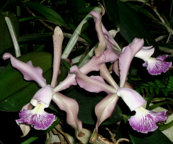 Cattleya whitei Coerulea – Bild 4