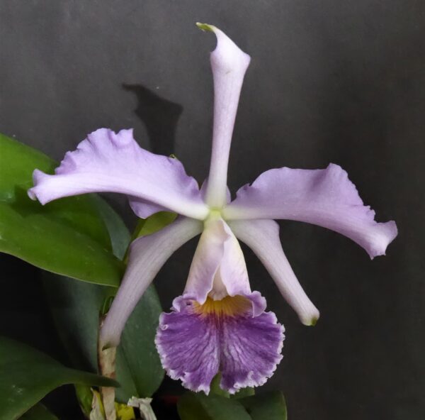 Cattleya whitei Coerulea