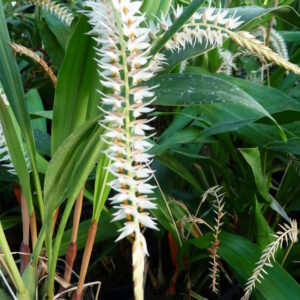 Dendrochilum glumaceum
