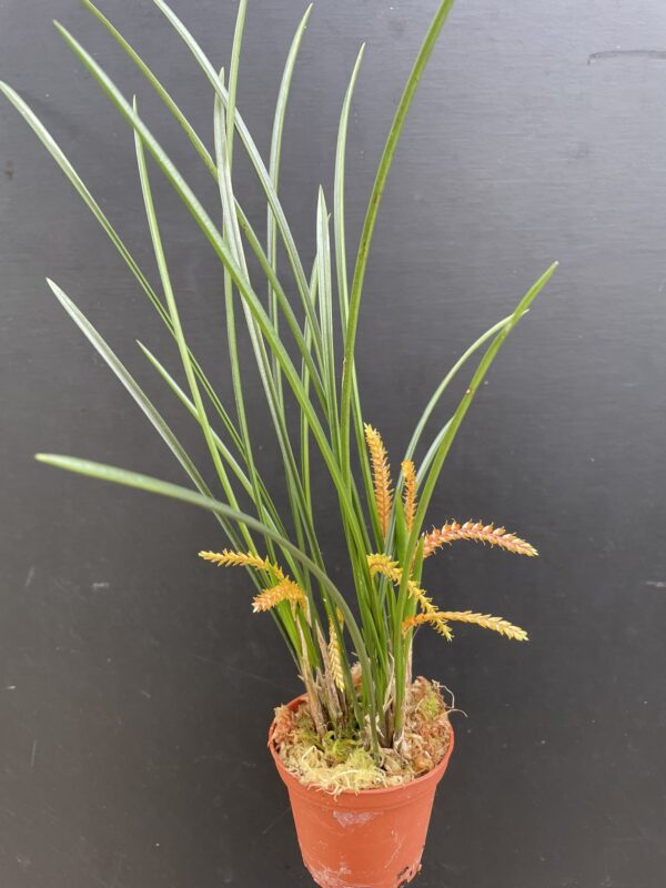Dendrochilum wenzelii 'Copper' – Bild 2
