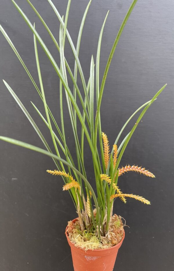 Dendrochilum wenzelii 'Copper' – Bild 3