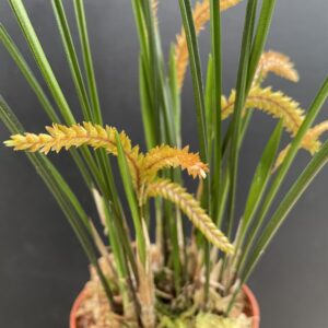 Dendrochilum wenzelii 'Copper'