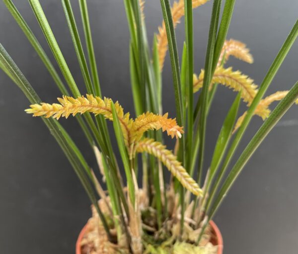 Dendrochilum wenzelii 'Copper'