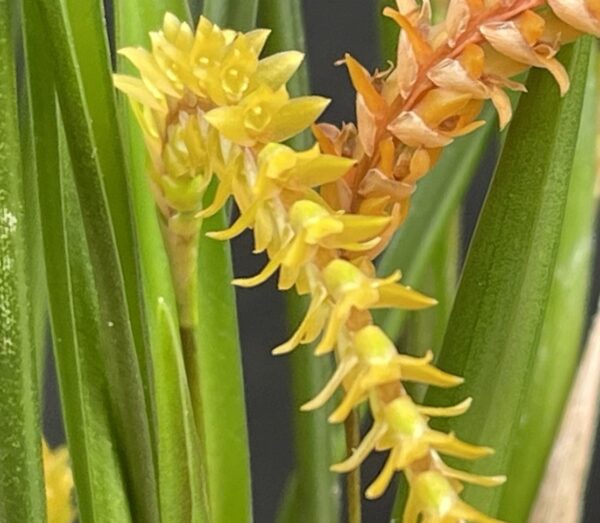 Dendrochilum wenzelii 'Copper' – Bild 2