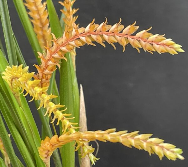 Dendrochilum wenzelii 'Copper' – Bild 5