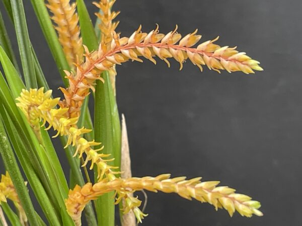 Dendrochilum wenzelii 'Copper' – Bild 3