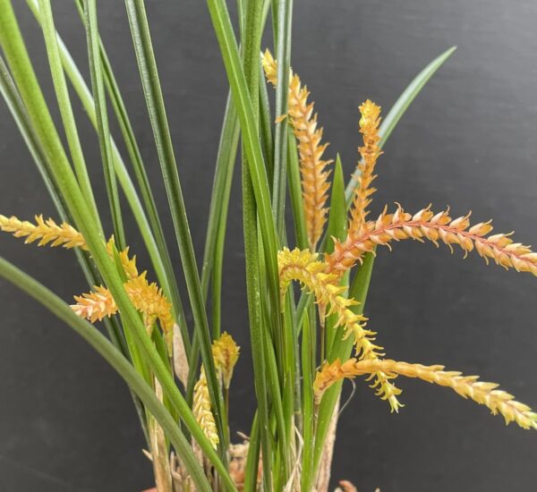 Dendrochilum wenzelii 'Copper' – Bild 4