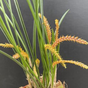 Dendrochilum wenzelii 'Copper'