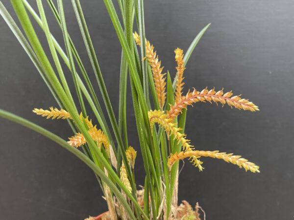 Dendrochilum wenzelii 'Copper'