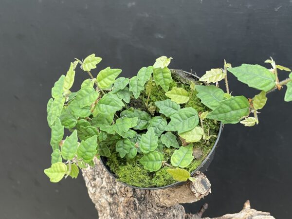 Ficus scandens (quercifolia) – Bild 3