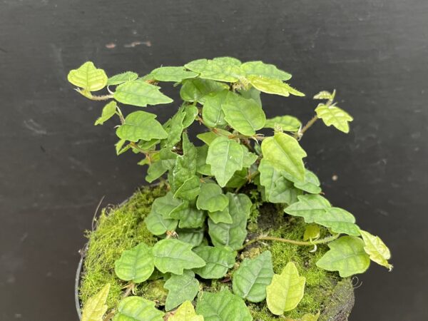 Ficus scandens (quercifolia) – Bild 2