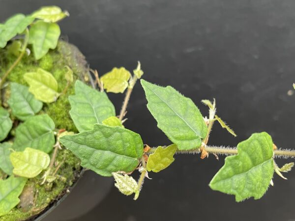 Ficus scandens (quercifolia) – Bild 4