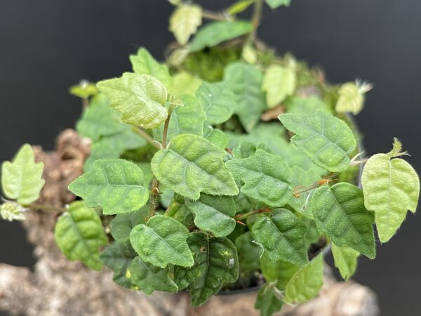 Ficus scandens (quercifolia)