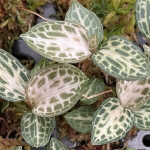 Goodyera schlechtendaliana 'Nishikiran Japan'