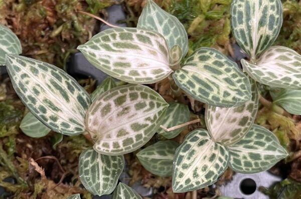 Goodyera schlechtendaliana 'Nishikiran Japan'