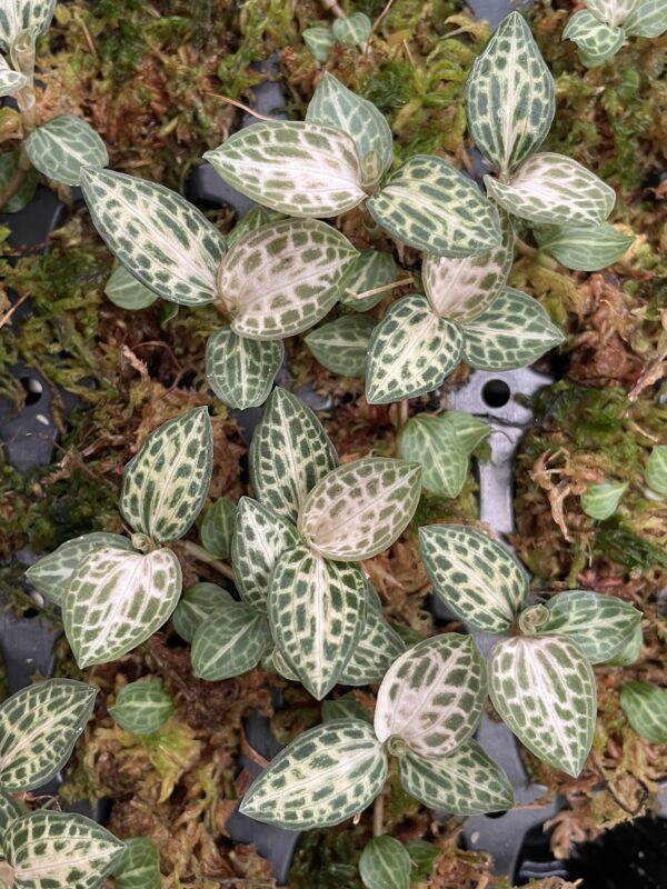 Goodyera schlechtendaliana 'Nishikiran Japan' – Bild 3