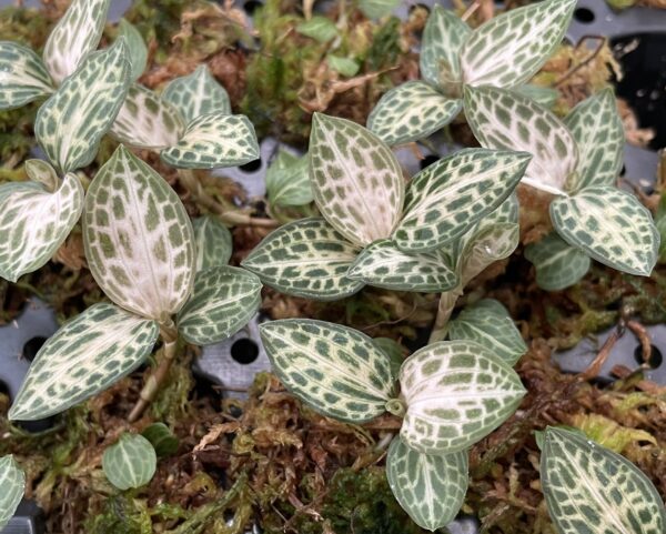 Goodyera schlechtendaliana 'Nishikiran Japan' – Bild 2