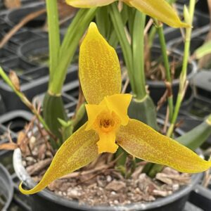 Lycaste groganii (=deppei x aromatica) x lasioglossa