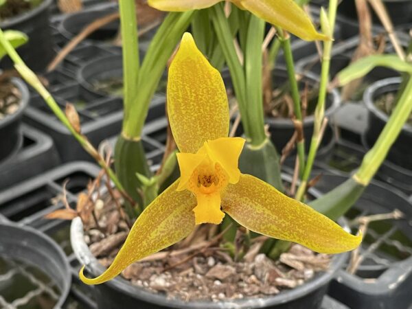 Lycaste groganii (=deppei x aromatica) x lasioglossa