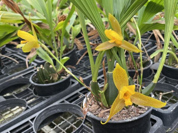 Lycaste groganii (=deppei x aromatica) x lasioglossa – Bild 2