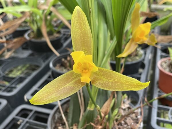 Lycaste groganii (=deppei x aromatica) x lasioglossa – Bild 4