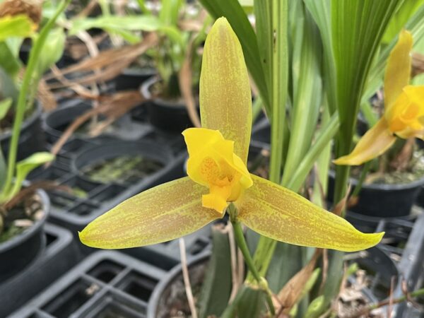 Lycaste groganii (=deppei x aromatica) x lasioglossa – Bild 3