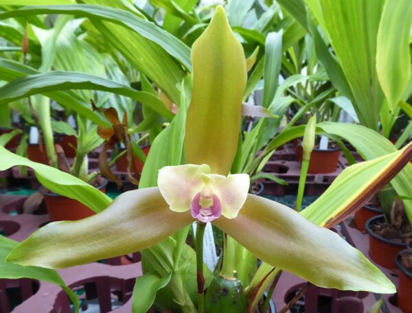 Lycaste schilleriana – Bild 4