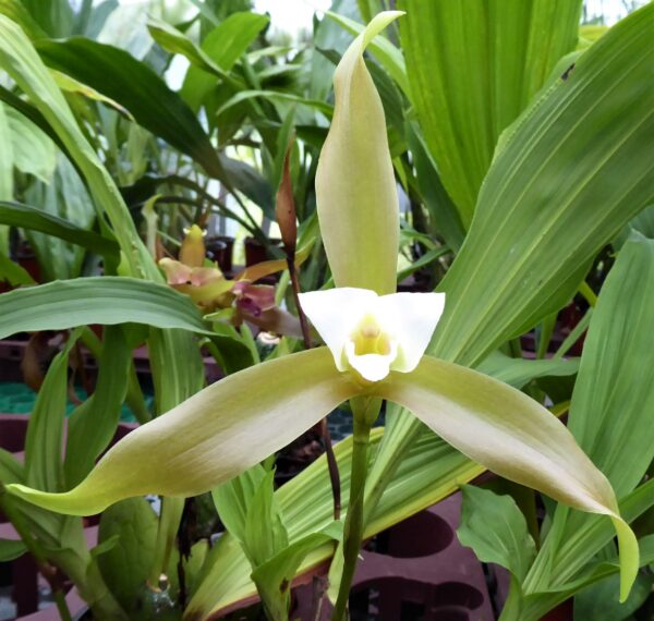 Lycaste schilleriana – Bild 5