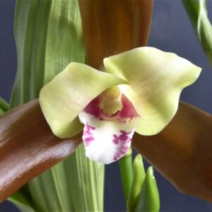 Lycaste schilleriana