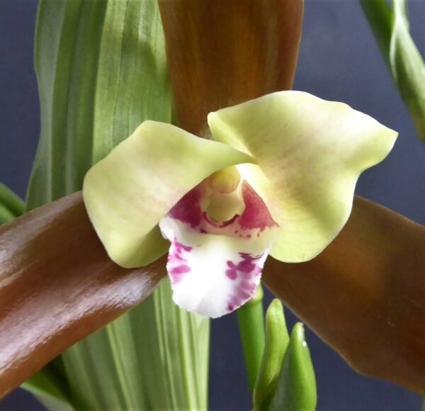 Lycaste schilleriana