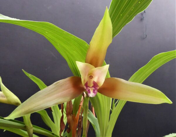 Lycaste schilleriana – Bild 3