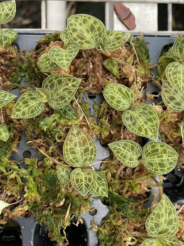 Macodes petola Typ 2 – Bild 2