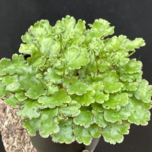 Marchantia polymorpha (Brunnen-Lebermoos)