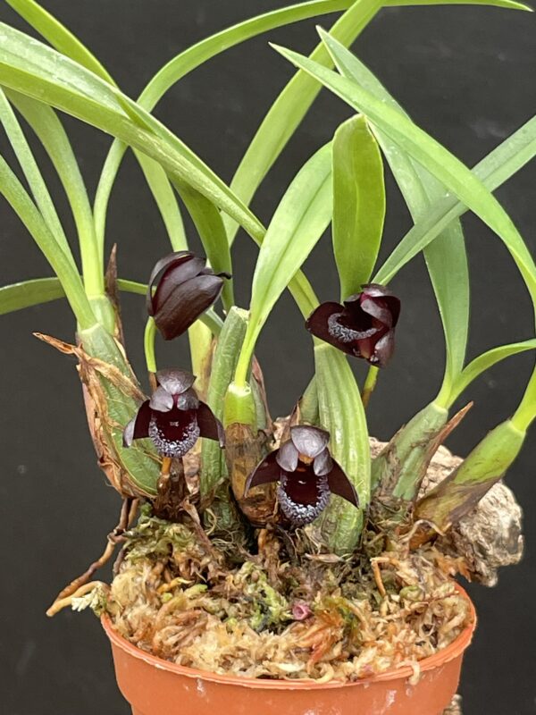 Maxillaria schunkeana – Bild 2