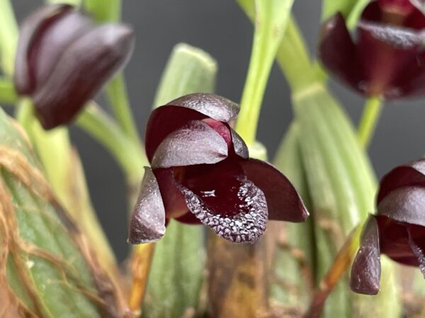 Maxillaria schunkeana – Bild 5