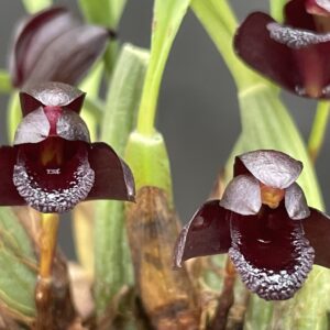 Maxillaria schunkeana