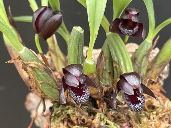 Maxillaria schunkeana – Bild 4