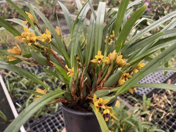Maxillaria variabilis 'mini x mini' – Bild 3