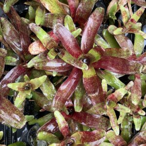 Neoregelia 'Red Waif'