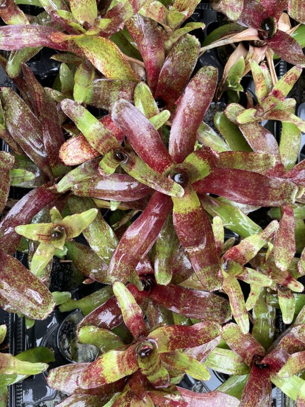 Neoregelia 'Red Waif'