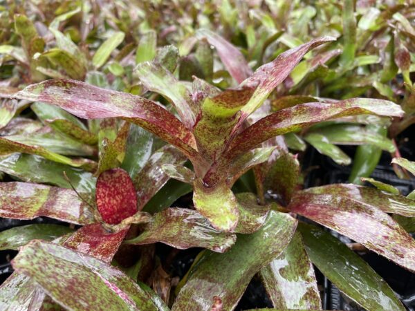 Neoregelia 'Red Waif' – Bild 3