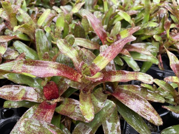 Neoregelia 'Red Waif' – Bild 2