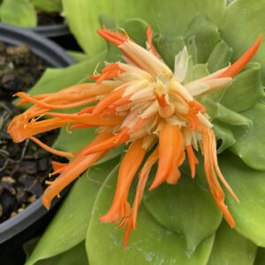 Pitcarnia tabuliformis