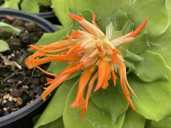 Pitcarnia tabuliformis