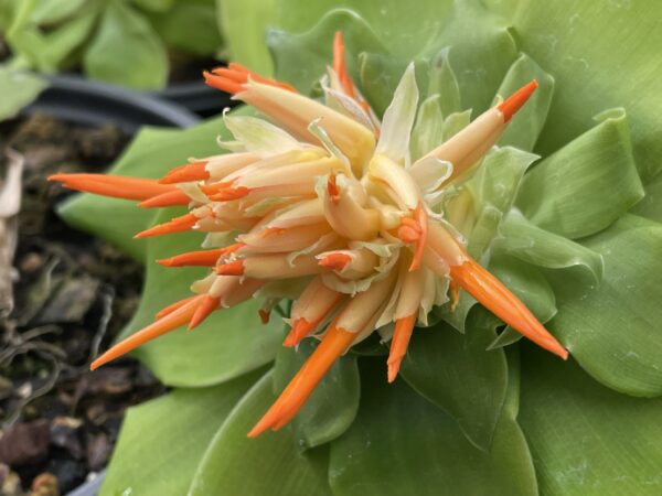 Pitcarnia tabuliformis – Bild 3