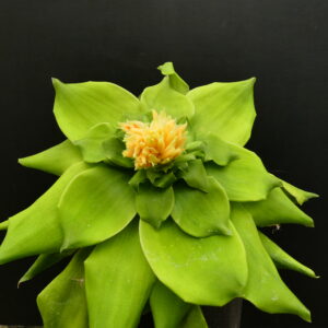 Pitcarnia tabuliformis