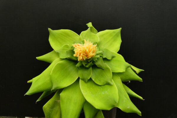 Pitcarnia tabuliformis