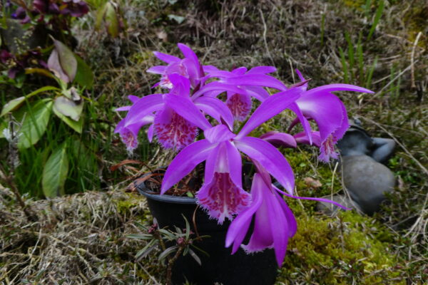 Pleione Tongarino (=„Versailles“ (= P. formosana × P. limprichtii) x pleionoides)) – Bild 3