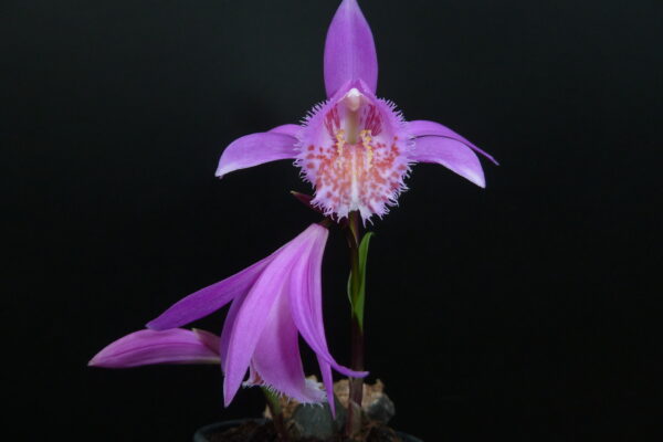 Pleione Tongarino (=„Versailles“ (= P. formosana × P. limprichtii) x pleionoides)) – Bild 2